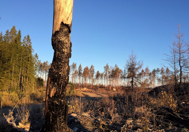 Brännskadat träd i Hälleskogsbrännan. Foto: Erik Hansson