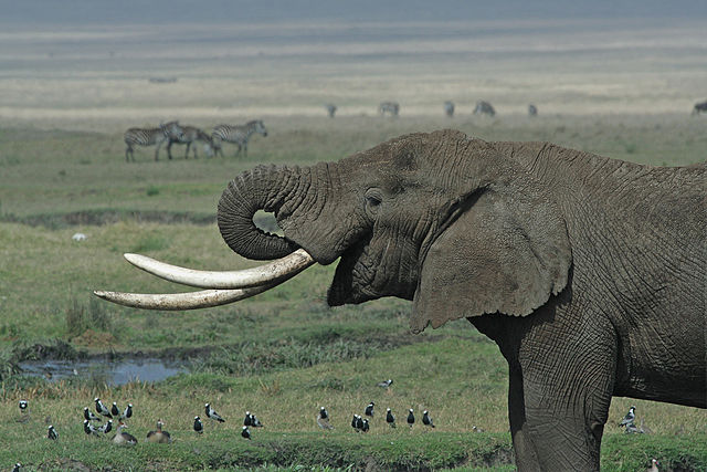 Elefant med stora betar. Foto: Schuyler Shepherd. Licensierad under CC BY 2.5 via Commons - https://commons.wikimedia.org/wiki/File:Tanzanian_Elephant.jpg#/media/File:Tanzanian_Elephant.jpg
