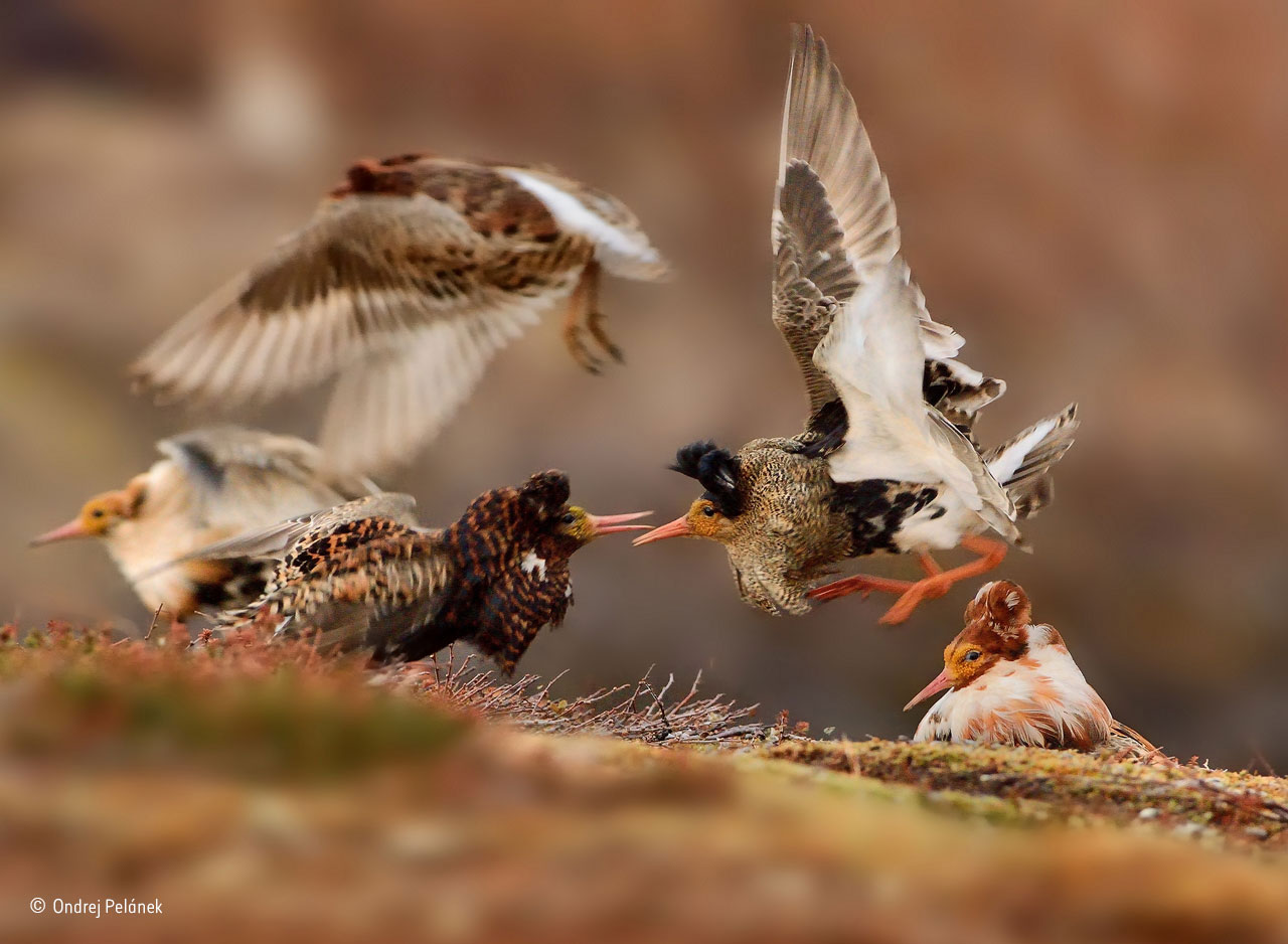 Young Wildlife Photographer of the Year: "Ruffs on display". Foto: Ondrej Pelánek, Tjeckien. "On their traditional lek ground – an area of tundra on Norway’s Varanger Peninsula – territorial male ruffs in full breeding plumage show off their ruffs to each other, proclaiming ownership of their courtship areas. Ondrej took his winning shot as one male leapt up, warning off his neighbours. Ruffs are unusual in that breeding males behave according to their plumage colours. Those with dark plumage perform on territories. Ones with white ruffs, known as satellite males (far left and far right), don’t hold territories but display on the outside of the lek or form uneasy alliances with territory-holding males, helping them to entice females in the hope of grabbing a sneaky mating if the opportunity arises. A third type of ‘sneaky male’ disguises itself as a female."