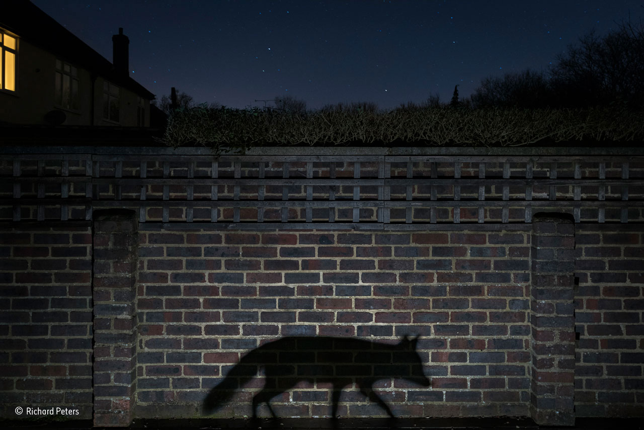 Urban: "Shadow walker". Foto: Richard Peters, Storbritannien."A snatched glimpse or a movement in the shadows is how most people see an urban fox, and few know when and where it goes on its nightly rounds. It was that sense of living in the shadows that Richard wanted to convey. He had been photographing nocturnal wildlife in his back garden in Surrey, England, for several months before he had the idea for the image, given to him by the fox when it walked through the beam of a torch he had set up, casting its profile on the side of his shed. But taking the shot proved to be surprisingly difficult. It required placing the tripod where he could capture both the cityscape night sky and the fox silhouette, a ground-level flash for a defined shadow, a long exposure for the stars, a moonless night to cut down on the ambient light and, of course, the fox to walk between the camera and the wall at the right distance to give the perfect shadow. On the evening of this shot, the neighbours switched on a light just before the vixen arrived, unaware of her presence but adding to the image."