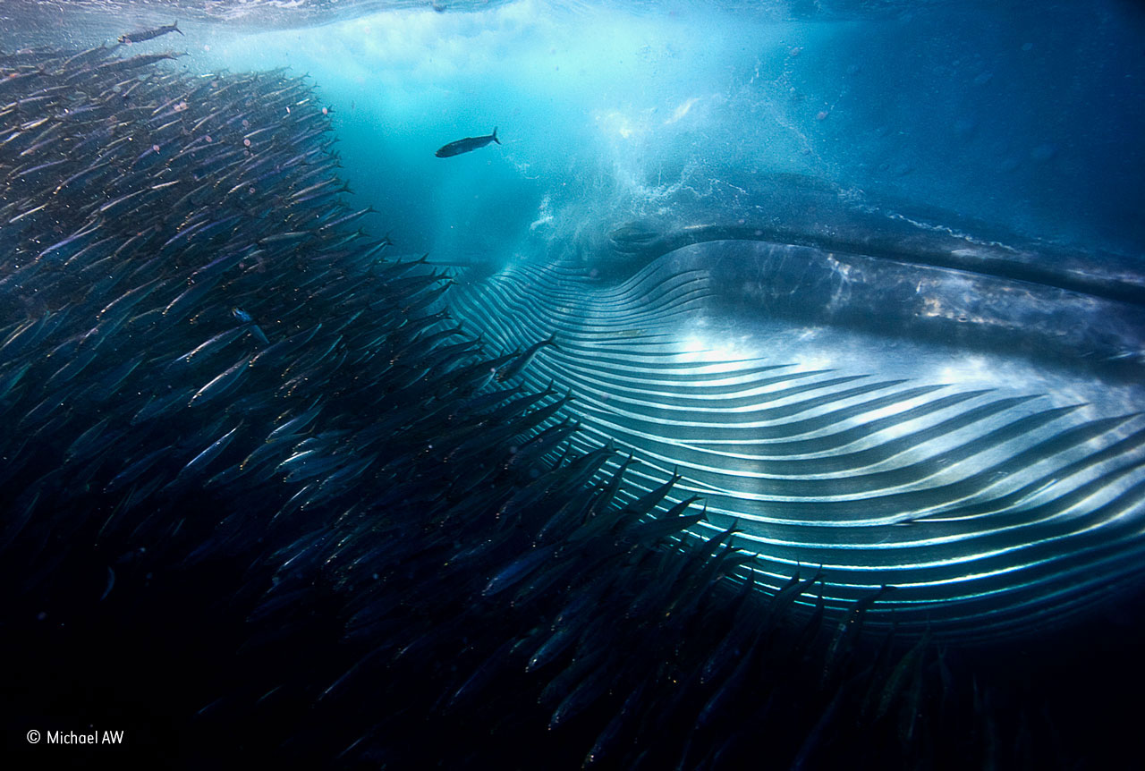 "A whale of a mouthful". Foto: Michael AW, Australien. "A Bryde’s whale rips through a swirling ball of sardines, gulping a huge mouthful in a single pass. As it expels hundreds of litres of seawater from its mouth, the fish are retained by plates of baleen hanging down from its palate; they are then pushed into its stomach to be digested alive. This sardine baitball was itself a huge section of a much larger shoal below that common dolphins had corralled by blowing a bubble-net around the fish and forcing them up against the surface. Other predators had joined the feeding frenzy, attacking from all sides. These included copper, dusky and bull sharks and hundreds of Cape gannets, which were diving into the baitball from above. The Bryde’s whale was one of five that were lunging in turn into the centre of the baitball. Michael was diving offshore of South Africa’s Transkei (Eastern Cape), specifically to photograph the spectacle of the ‘sardine run’ – the annual winter migration of billions of sardines along the southeastern coast of southern Africa. Photographically, the greatest difficulty was coping with the dramatic changes in light caused by the movements of the fish and the mass of attacking predators, while also staying out of the way of the large sharks and the 16‐metre (53‐foot), 50-ton Bryde’s whales, which would lunge out of the darkness and, as he knew from experience, were capable of knocking him clean out of the water."