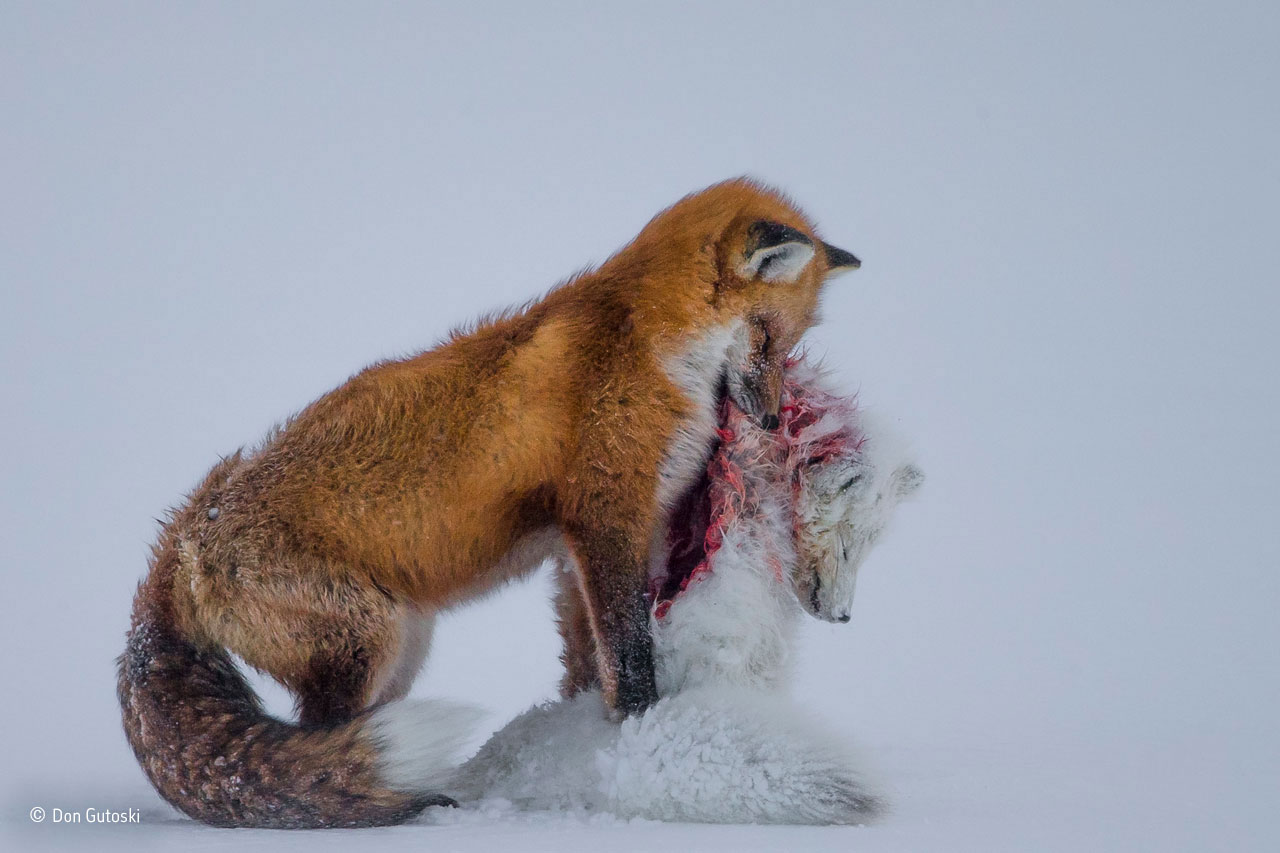 Wildlife Photographer of the Year: "A tale of two foxes". Foto: Don Gutoski, Kanada"It’s a frozen moment revealing a surprising behaviour, witnessed in Wapusk National Park, on Hudson Bay, Canada, in early winter. Red foxes don’t actively hunt Arctic foxes, but where the ranges of two predators overlap, there can be conflict. In this case, it led to a deadly attack. Though the light was poor, the snow-covered tundra provided the backdrop for the moment that the red fox paused with the smaller fox in its mouth in a grim pose."
