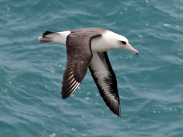 Laysanalbatross. Foto: DickDaniels. Licensierad under CC BY-SA 3.0 via Commons - https://commons.wikimedia.org/wiki/File:Laysan_Albatross_RWD2.jpg#/media/File:Laysan_Albatross_RWD2.jpg