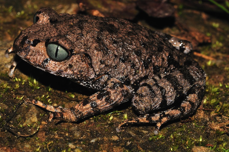 "Bompu Litter Frog" (Leptobrachium bompu). Foto: Sanjay Sondhi