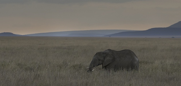 Afrikansk elefant i Tanzania. Foto: Niclas Ahlberg 