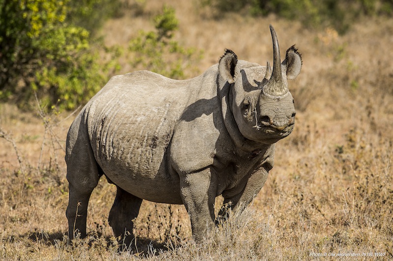 Spetsnoshörning / Svart noshörning  (Diceros bicornis michaeli), Ol Pejeta, Kenya Foto: (C) Ola Jennersten, Naturfotograferna, IBL Bildbyrå