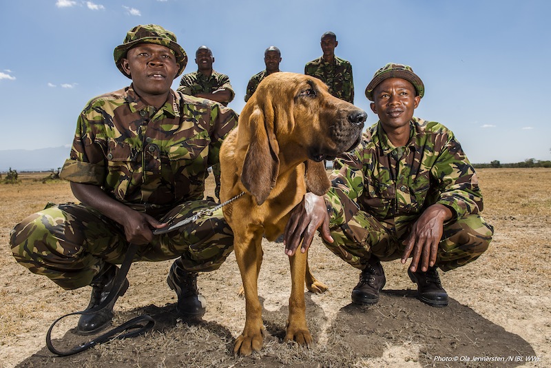 Rapid Respons Team med blodhund, Ol Pejeta, KenyaFoto: (C) Ola Jennersten, Naturfotograferna, IBL Bildbyrå