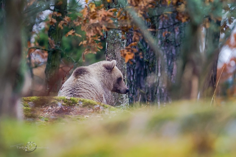 Björnen i ett skogsparti utanför Dalby. Foto: Torbjörn Swenelius http://torbjorn-swenelius.artistwebsites.com/