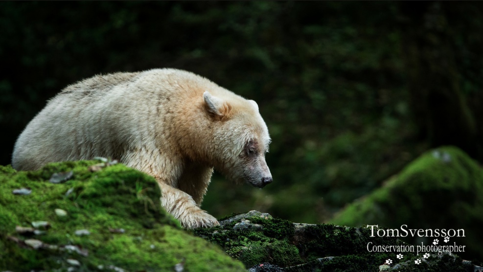 En av de vita björnarna i Kanada som hotades av oljeledningen. Den vita färgen är ett pigmentfel. Egentligen är det svartbjörnar. Foto: Tom Svensson http://www.natursidan.se/tag/tom-svensson/