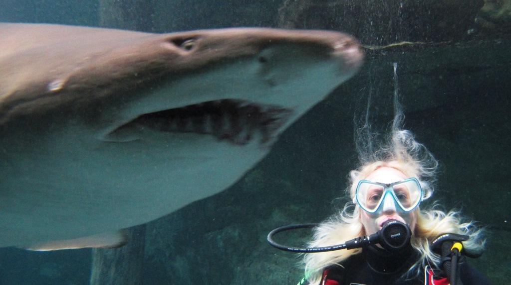 – Hajar är inte så farliga som folk tror och det budskapet försöker jag jämt få fram, säger Malin Frick om den här bilden från ett minnesvärt dyk.