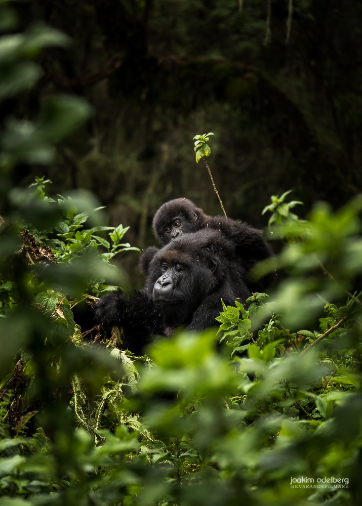 Att vandra upp längs vulkanerna i det mystiska Virunga-massivet var en barndomsdröm som gick i uppfyllelse. Att få möta dessa mytomspunna, dimhöljda bergens gorillor, våra kusiner, i sin rätta miljö bär jag med mig för livet. Vilka vackra varelser och så lugna och sävliga. Det var första gången jag jobbat med en varelse som betraktat mig på samma sätt som jag betraktade den. Oerhört fascinerande. Foto: Joakim Odelberg