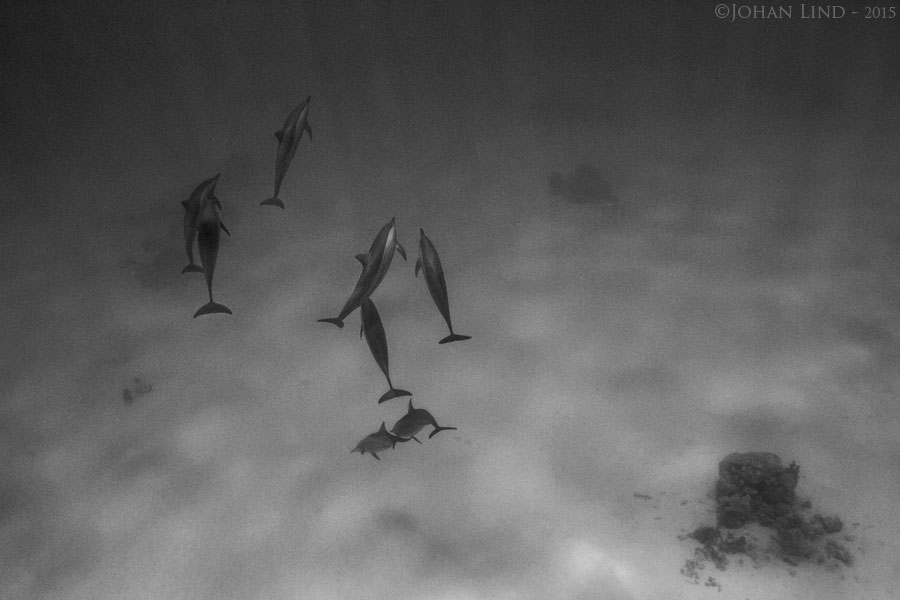 Nu för tiden klarar jag inte av att motstå delfiner. Och som tur är har det här året har handlat mycket om delfiner. Tänk vilken uppståndelse delfinerna i Östersjön har vållat. Och att få simma med och fotografera vilda delfiner har jag nu drömt om ett tag. Det hände nästan 2014 då jag på ett dyk i sundet mellan Bali och Lombok för första gången såg delfiner under havsytan. En mamma med unge simmade ovanför mig. De simmade i hög fart i motsatt riktning, de upptäcktes och försvann och allt gick över på några sekunder. Mötet gav inte fler än tre bildrutor med två skymtande skuggor långt borta i det blå. Stor lycka så klart. Men, obsen var kort, och i ärlighetens namn vet jag inte ens vilken slags delfin jag såg. Foto: Johan  Lind