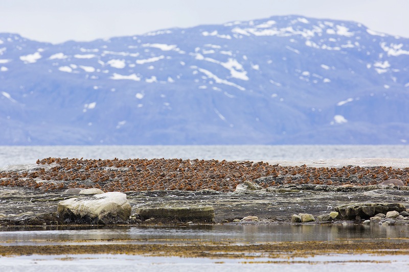 Årets fjärde bild föreställer ca 5 000 kustsnäppor som rastar i Nordnorge i slutet av maj, innan de flyger rakt över ishavet till Grönland. Här vilar alla kustsnäpporna i väntan på att tidvattnet ska sjunka undan. Foto: Daniel Pettersson http://www.natursidan.se/fotografer/naturfotograf-daniel-pettersson/