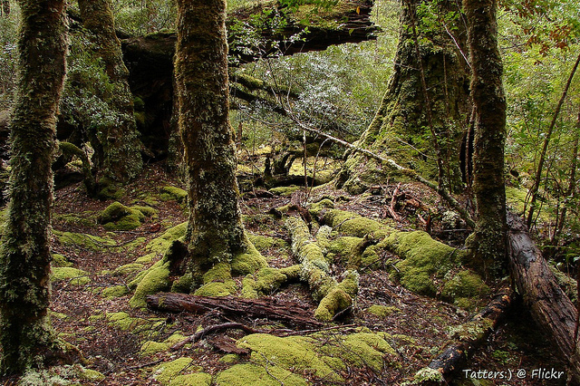Skog i Tasmanien. Foto: Tatters via Flickr https://www.flickr.com/photos/tgerus/