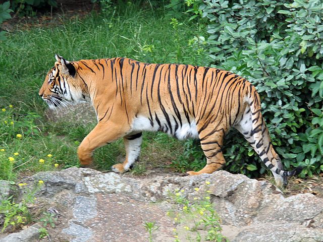 Indokinesisk tiger. Foto:H. Zell - Eget arbete, CC BY-SA 3.0