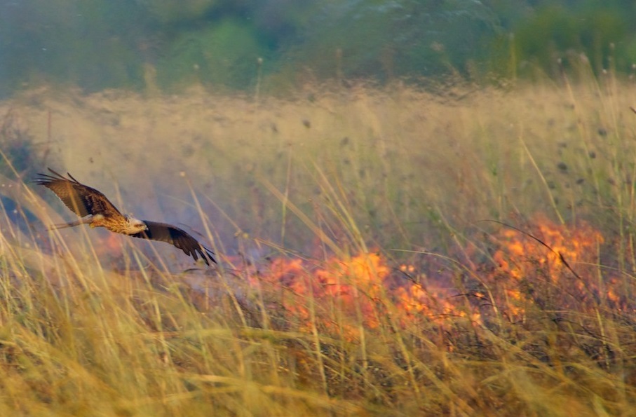 Brun glada flyger längs eld. Foto: Bob Gosford