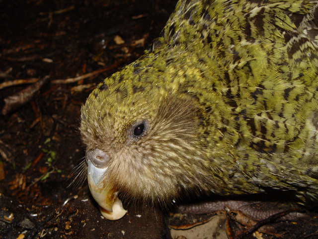 Kakapo. Foto: By Mnolf - Photo taken on Codfish Island (Whenua Hou), New Zealand, CC BY-SA 3.0, https://commons.wikimedia.org/w/index.php?curid=695580