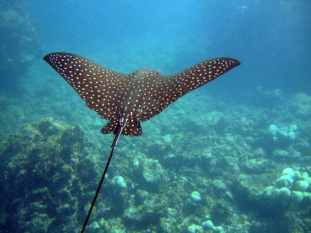 Örnrocka. Foto: john norton - originally posted to Flickr as Eagle Ray, CC BY 2.0, https://commons.wikimedia.org/w/index.php?curid=3893863