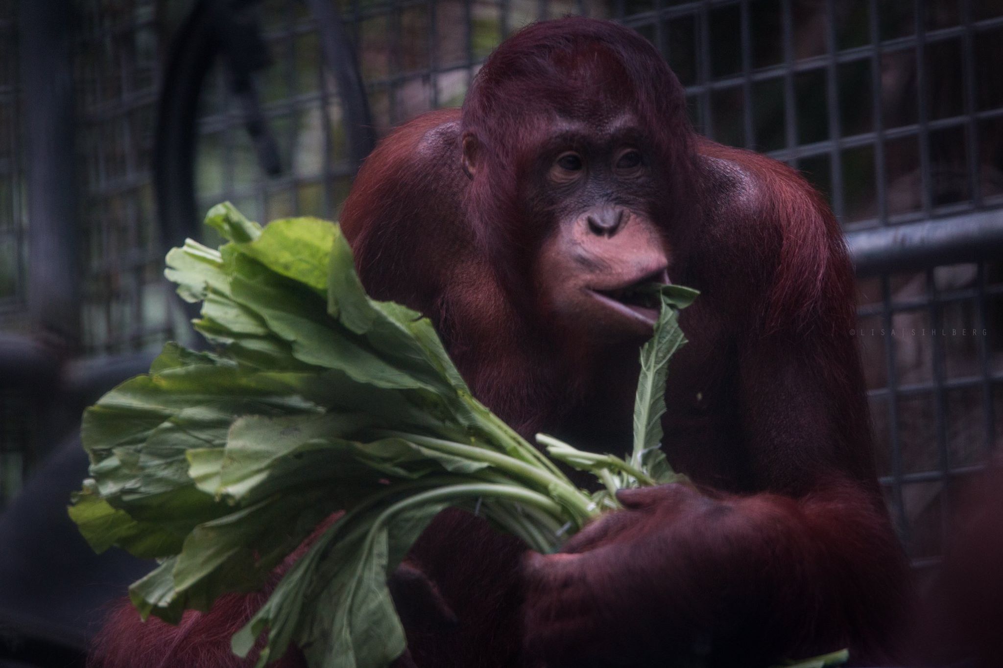 Orangutang på rehabiliteringscenter i Borneo. Foto: Lisa Sihlberg http://www.natursidan.se/fotografer/naturfotograf-lisa-sihlberg/