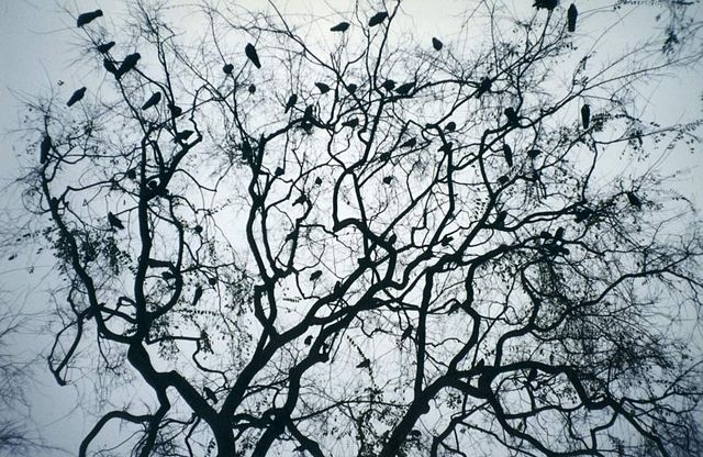 Amerikanska kråkor som samlats i ett träd. Foto: Jesse Weinstein (JesseW) - Own work. (ID# 16a), CC BY-SA 3.0, https://commons.wikimedia.org/w/index.php?curid=803018