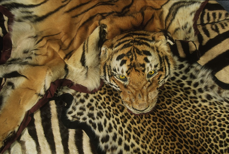 Skinn från tiger och andra djur konfiskerade på Heathrow Airport. Foto: Edward Parker / WWF-Canon