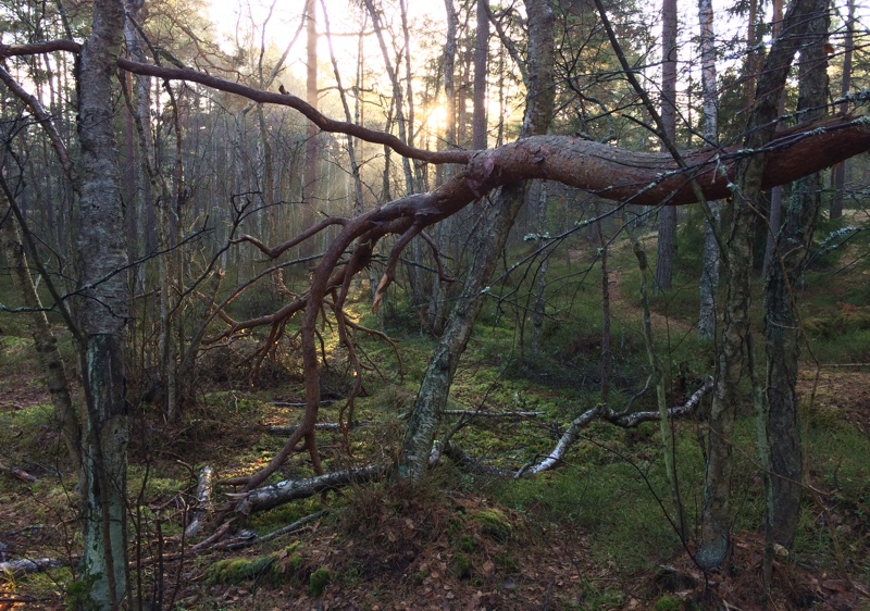 Skog med vindfallna träd som får ligga kvar. Foto: Erik Hansson