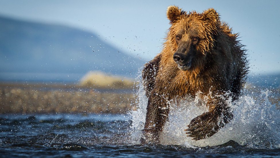 Brunbjörn som jagar lax i Alaska. Från BBC:s naturfilmserie "The Hunt". Foto: BBC