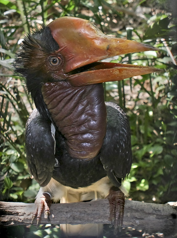 Hjälmnäshornsfågel. Foto: Doug Janson via Wikimedia