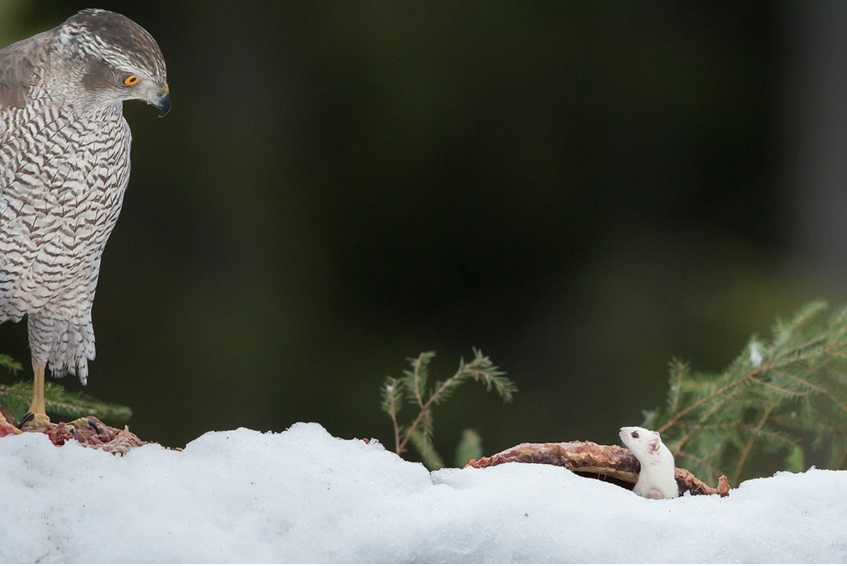 Årets fågelfoto, plats 1. Foto: Niclas Ahlberg /NNPC.no