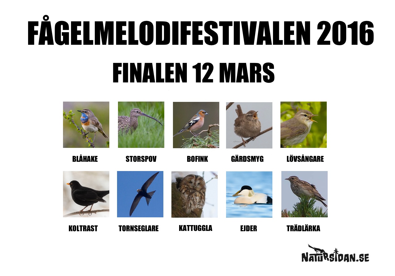 fagelmelodifestivalen2016-FINALEN