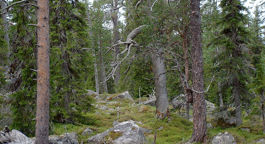 Naturreservat Stårbatjvare i Arjeplog, Foto: Frédéric Forsmark/Länsstyrelsen i Norrbottens län