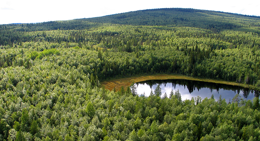 Ranesvare naturreservat i Jokkmokk/Gällivare - Foto: Frédéric Forsmark/Länsstyrelsen i Norrbottens län
