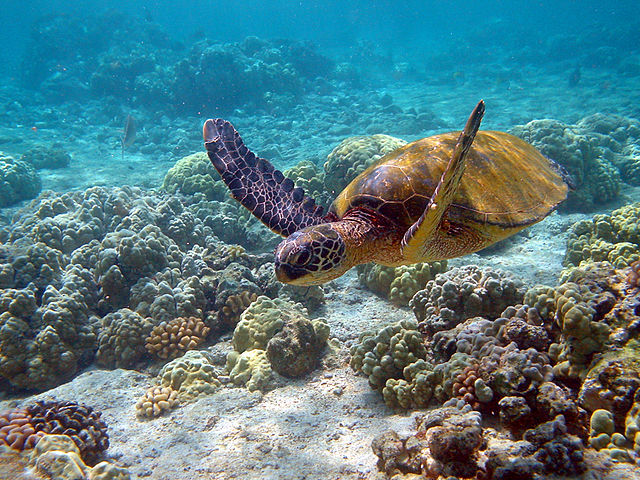 Grön havssköldpadda. Foto: Brocken Inaglory, CC BY-SA 3.0, https://commons.wikimedia.org/w/index.php?curid=2483099