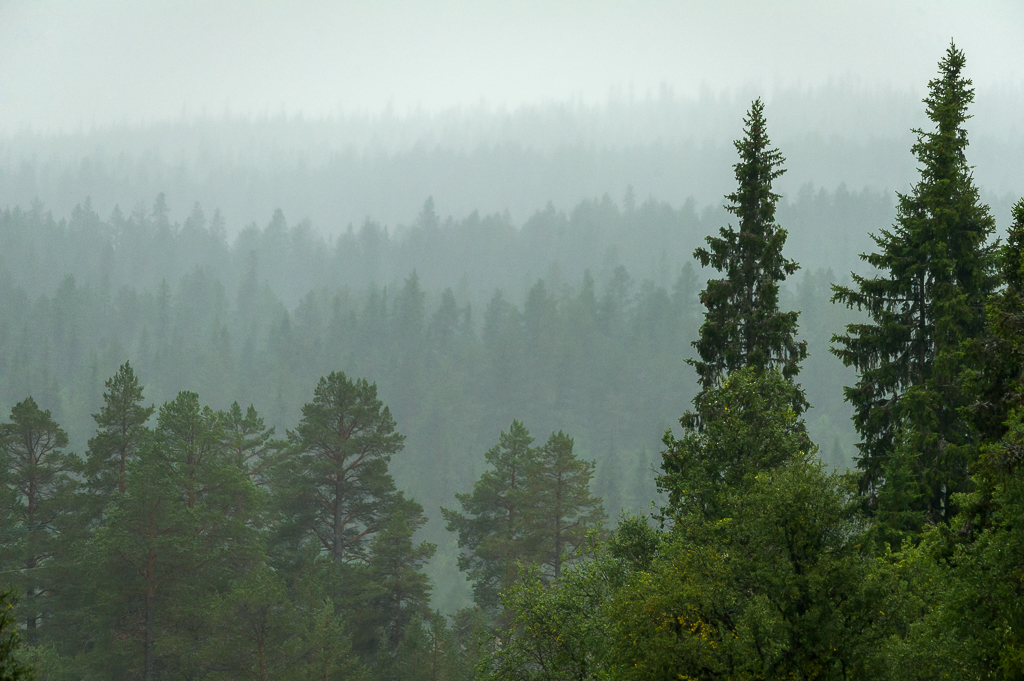 De stora skyddade skogsområdena finns framför allt i norra Sverige. Foto: Frida Hermansson http://fridahermansson.com/