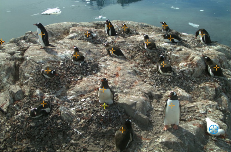 Så här enkelt är det att räkna pingvinerna.