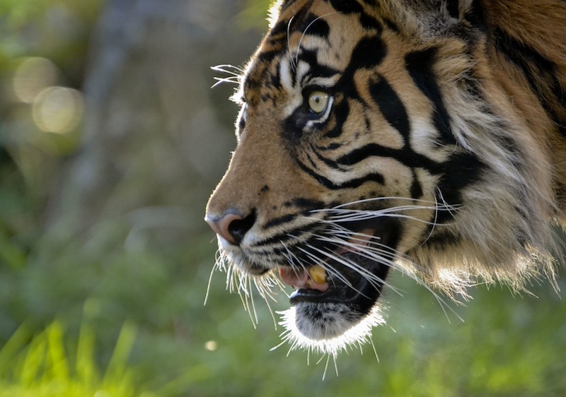 Sumatratiger. Foto: Alex Walsh / WWF