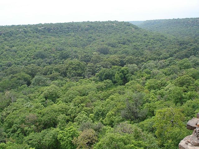 Skog nära Hinglaj Fort i Madhya Pradesh, Indien. Foto: LRBurdak - Own work, CC BY-SA 3.0, https://commons.wikimedia.org/w/index.php?curid=4668638
