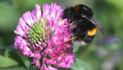 Jordhumlan behöver pollen och nektar hela odlingssäsongen. Foto: Petter Haldén
