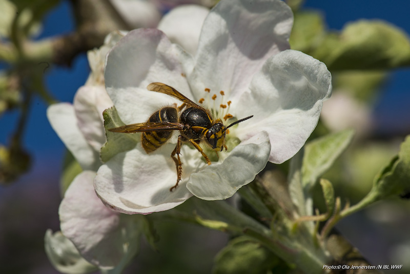 Drottning av buskgeting (Dolichvespula media) besöker äppelblomma Foto:(C) Ola Jennersten, Naturfotograferna, IBL Bildbyrå