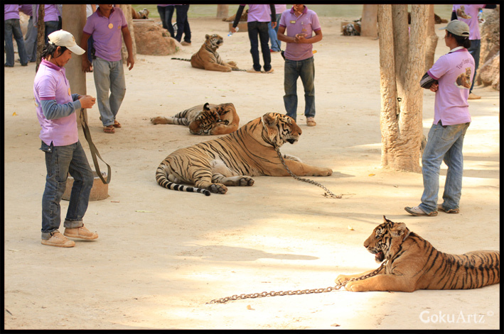 Tigertemplet i Thailand. Foto: Mark Thin via Flickr https://www.flickr.com/photos/gokuartz/