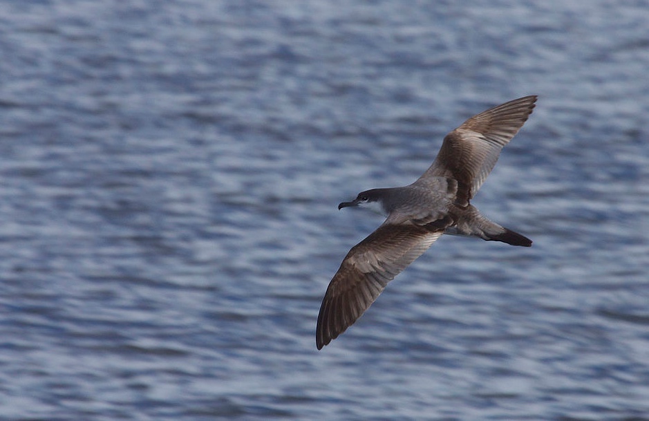 Gråryggig lira. Foto: Gregory "Slobirdr" Smith - Buller's Shearwater (Puffinus bulleri), CC BY-SA 2.0, https://commons.wikimedia.org/w/index.php?curid=40574232