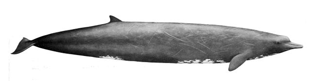 Bairds näbbval (Berardius bairdii). Bild: By NOAA United States. National Marine Fisheries Service - Cetaceans of the Channel Islands National Marine Sanctuary, Public Domain, https://commons.wikimedia.org/w/index.php?curid=45787326