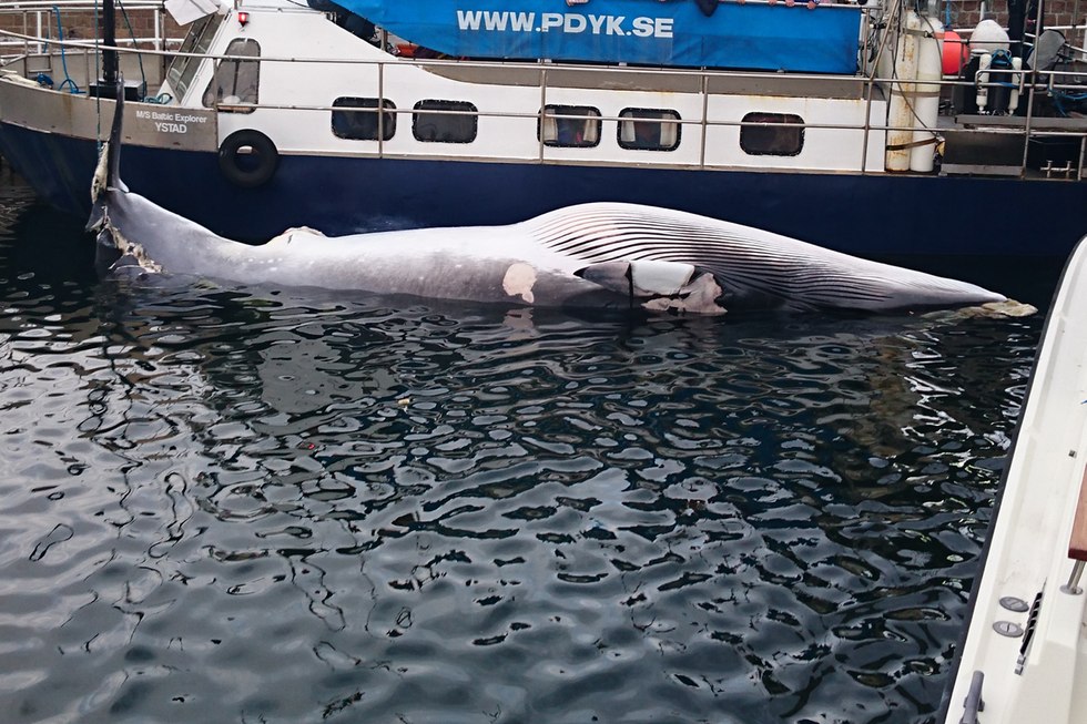 Den döda vikvalen är nio meter lång. Foto: Patrik Juhlin, P-Dyk