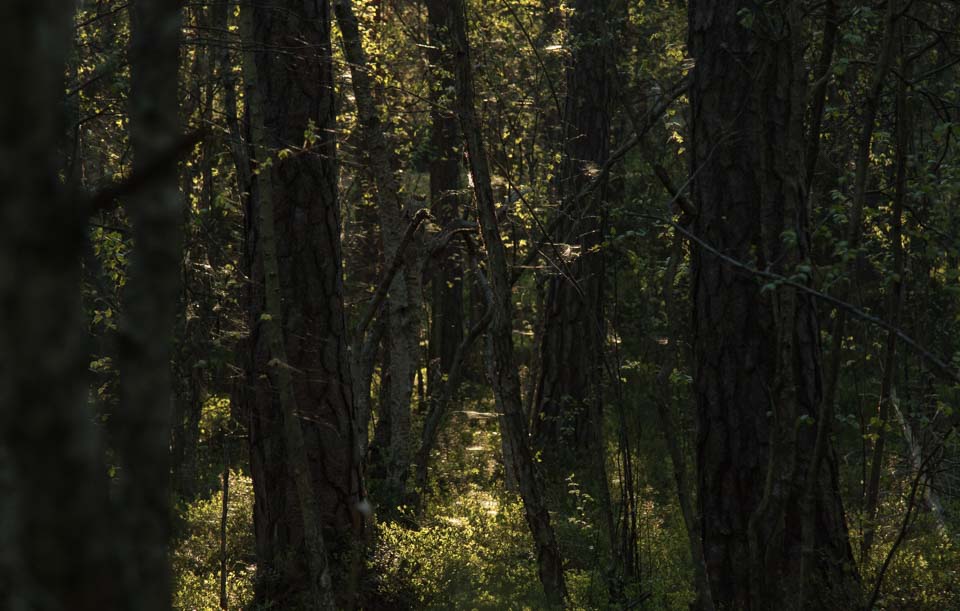 Skog i naturreservat. Foto: Erik Hansson