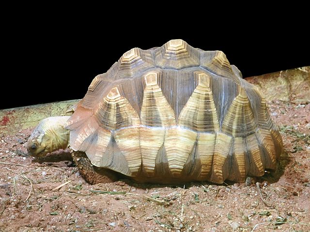 Madagaskisk sporrsköldpadda. Foto: © Hans Hillewaert, CC BY-SA 4.0, https://commons.wikimedia.org/w/index.php?curid=4657356