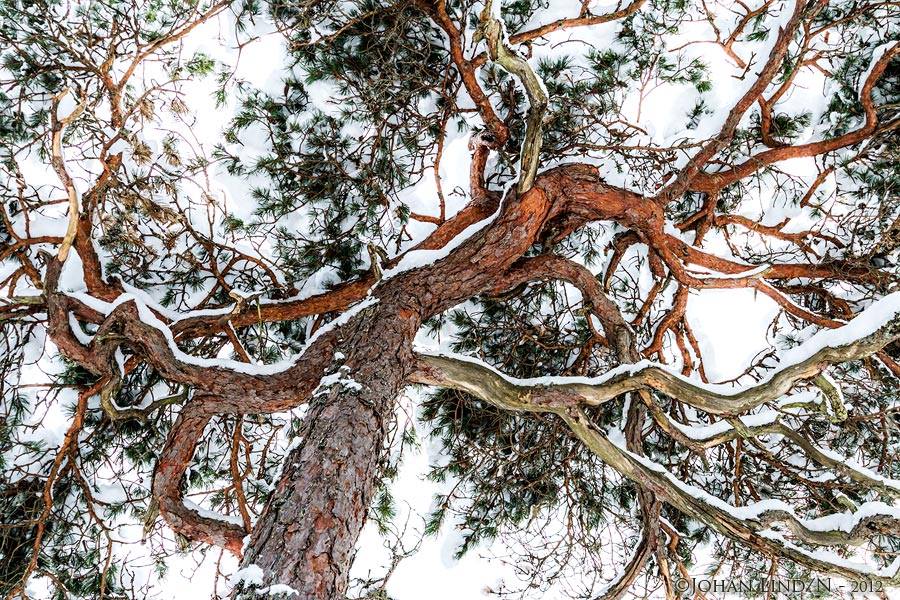 Skogsstyrelsen vill att det ska bli en större andel tallar i de svenska skogarna. Foto: Johan Lind https://etologen.wordpress.com/