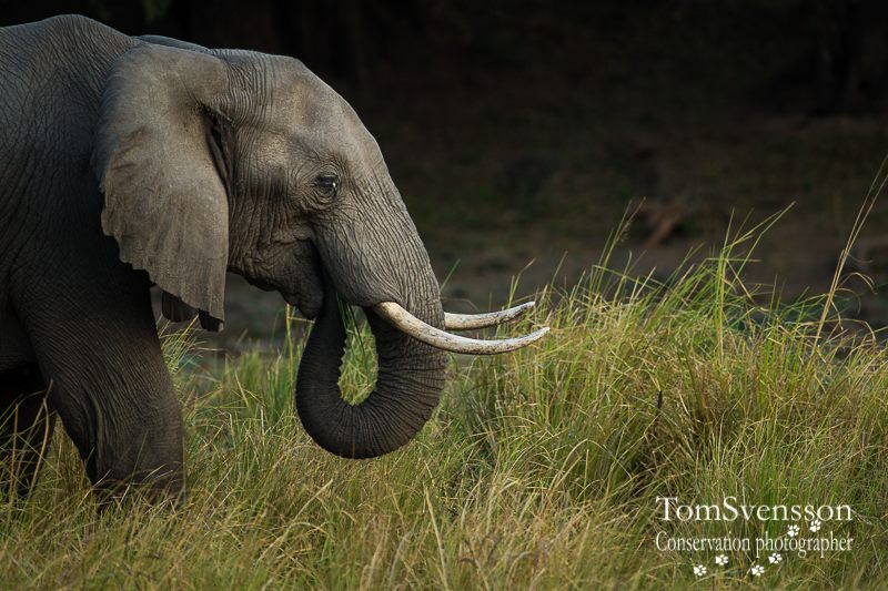Elefanter närmar sig utrotning i det vilda på grund av sina eftertraktade betar. Foto: Tom Svensson