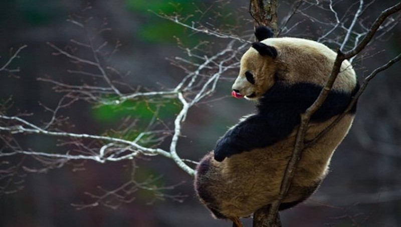 Panda som balanserar i ett träd. Foto: Liang Qihui, WWF Kina
