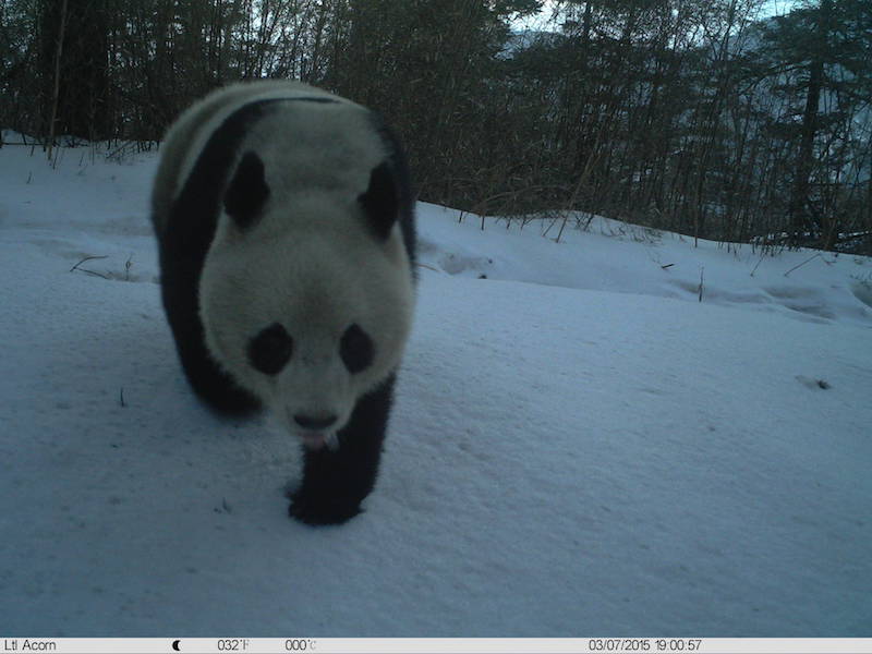 Panda som fotograferats av kamerafälla. Foto: WWF Kina
