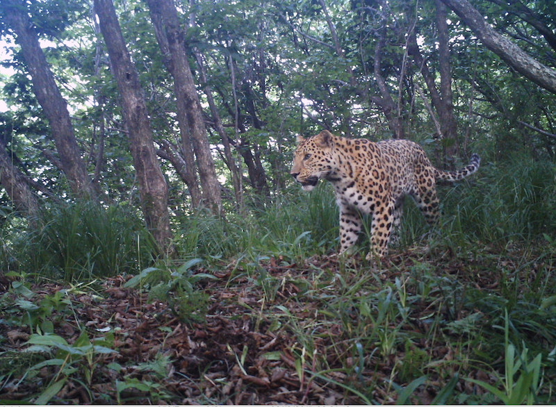Leopard som fotograferats med kamerafälla. En av arterna som gynnas av att pandorna skyddas. Foto: WWF Kina